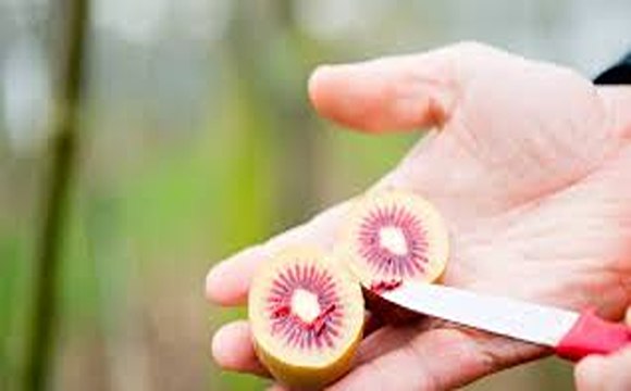 تصویر 4 از خرید و قیمت کیوی قرمز شمال + فروش عمده